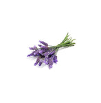 Bündel frischer Lavendelblüten, zusammengebunden mit einer Schnur, auf hellem Hintergrund, für doTERRA Lavendel-Öl.
