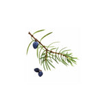 Juniper Berry Botanic