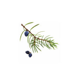 Juniper Berry Botanic