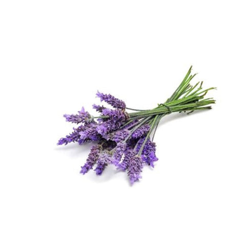 lavendel