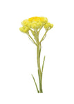 botanic helichrysum