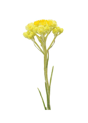 botanic helichrysum