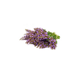 Clary Sage Botanic